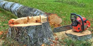 Trusted Alta Sierra, CA Tree Services Experts