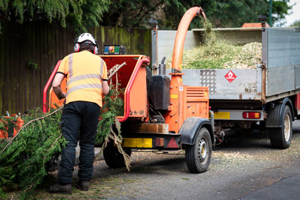 Best Storm Damage Tree Cleanup  in Alta Sierra, CA