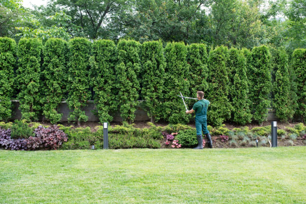 Organic Lawn Care Solutions in Alta Sierra, CA