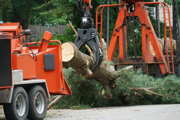 How Our Tree Care Process Works  in  Alta Sierra, CA